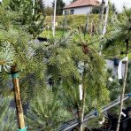 Smrek srbský (Picea omorika) ´PENDULA´ - výška 100-130 cm, kont. C7.5L